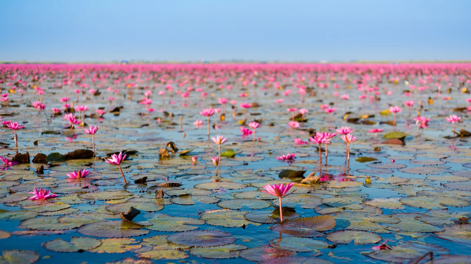 Vivre en Thaïlande : Découvrez la Province d'Udon Thani